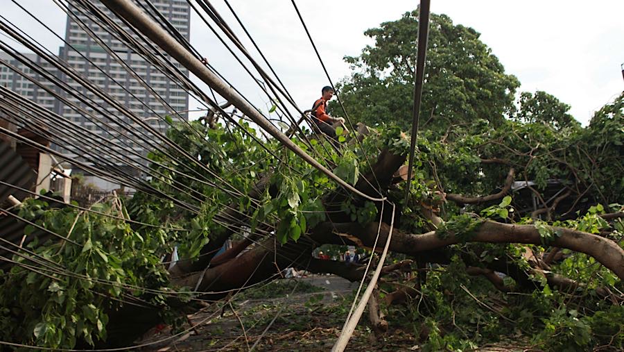 Selain faktor hujan yang lebat sejak siang hari, pohon tumbang ini juga di akibatkan faktor angin yang cukup kencang. (Bloomberg Technoz/Andre)