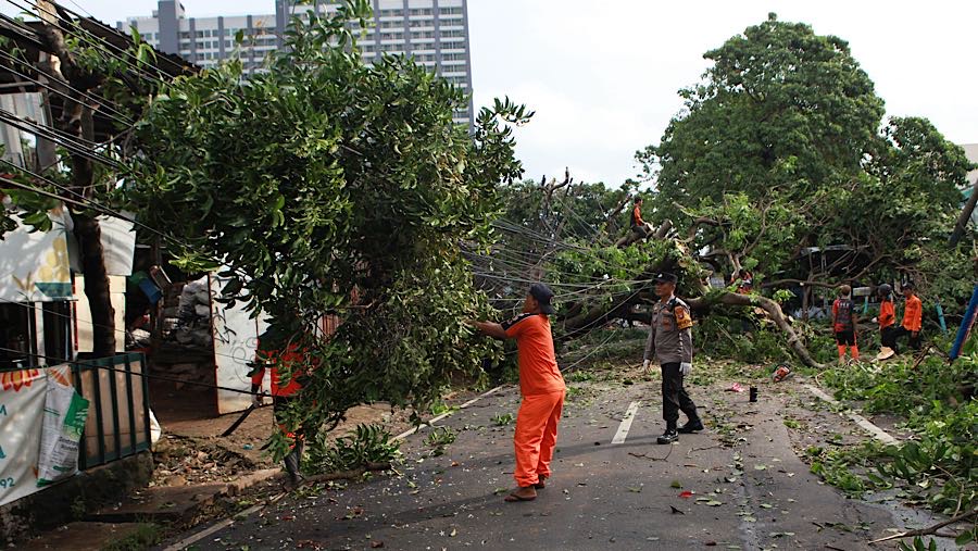 Petugas memotong batang pohon tumbang di Jalan Jombang Raya, Tangerang Selatan, Selasa (7/10/2025). (Bloomberg Technoz/ Andrean Kristianto)