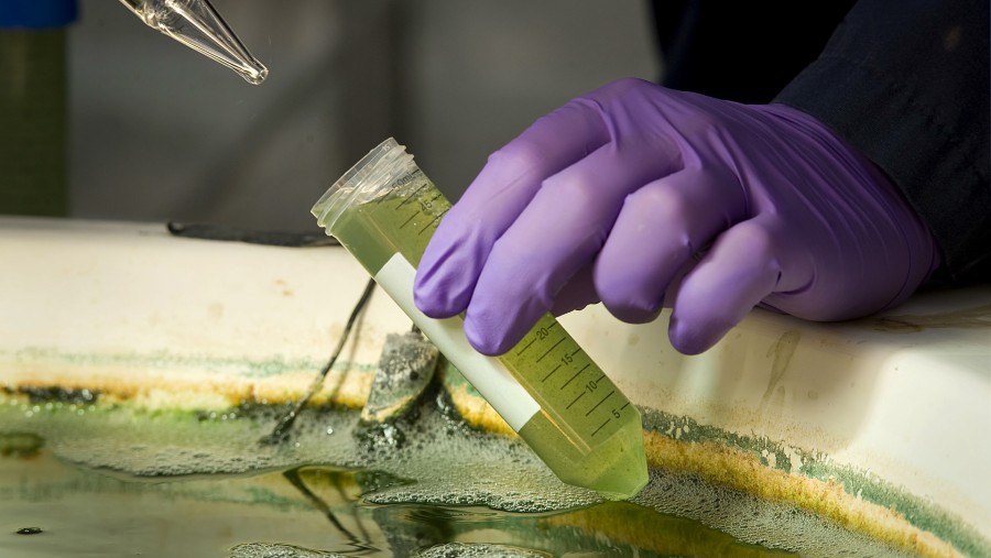 Seorang rekan peneliti mengambil sampel alga yang dibudidayakan untuk penelitian biofuel./Bloomberg-David Maung