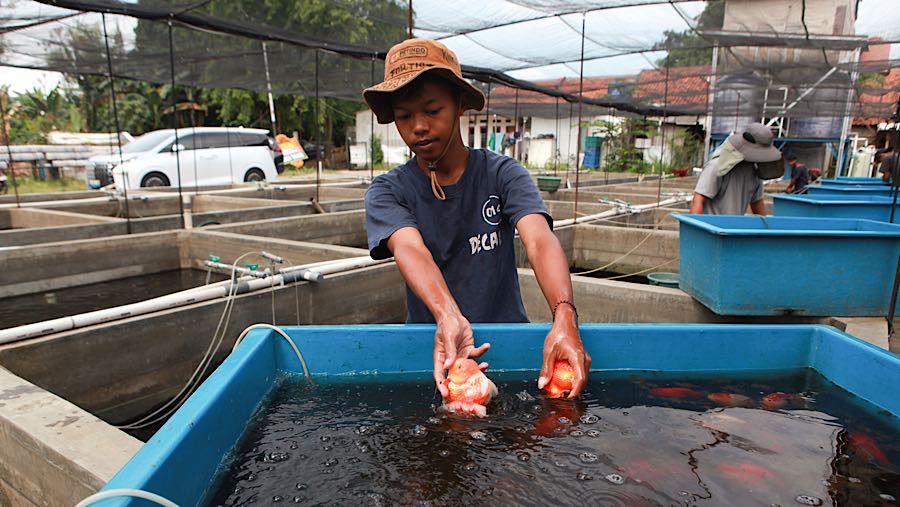 Budidaya ikan merupakan salah satu usaha yang berpotensi menghasilkan keuntungan, termasuk budidaya ikan mas koki. (Bloomberg Techoz/Andre)