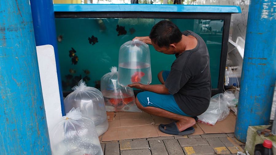 Ikan koki yang dibudidaya ditempat ini berjenis Oranda, Ranchu, Ryukin, Demekin. (Bloomberg Technoz/Andrean Kristianto)