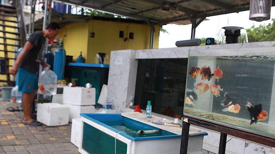 Ikan mas koki yang dijual dari harga ratusan ribu hingga puluhan juta. (Bloomberg Technoz/Andrean Kristianto)