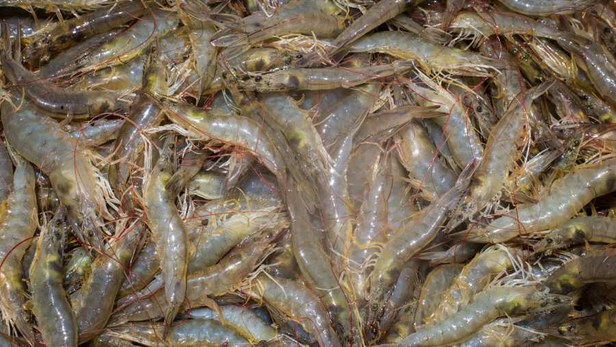 Ilustrasi budidaya udang. (David Diaz Arcos/Bloomberg)