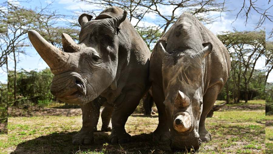 Badak Putih Utara yang terancam punah. (Bloomberg)