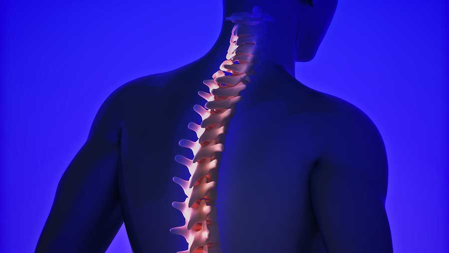 Ilustrasi Tulang Belakang (Envato)