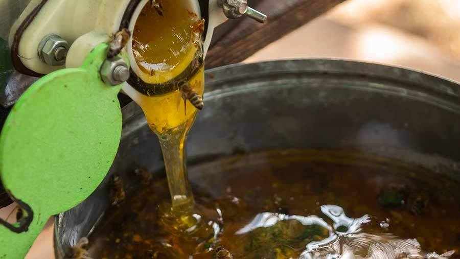 Ilustrasi biodiesel (Envato)