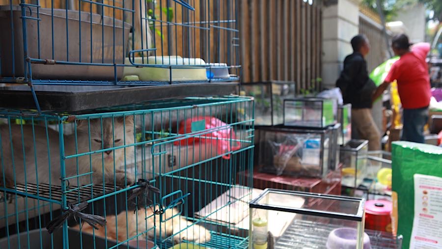 Akibat penertiban tersebut, sejumlah hewan milik pedagang diamankan di trotoar seberang kios. (Bloomberg Technoz/Andrean Kristianto)