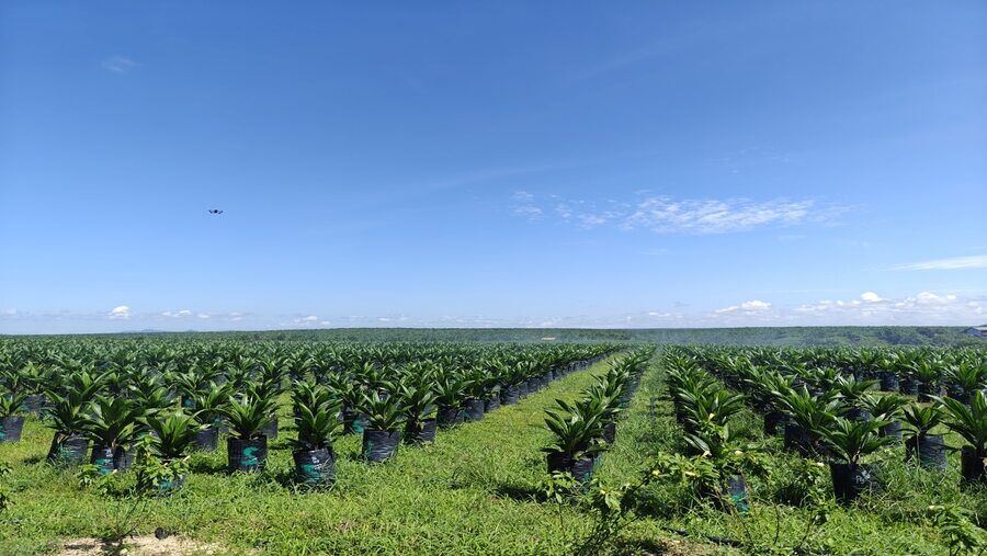 Perkebunan Astra Agro Lestari (AALI)
Foto: Artha Adventy