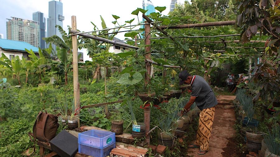 Sektor pertanian tumbuh 4,93% dan memberikan kontribusi 14,35% ke pertumbuhan ekonomi kuartal III-2025. (Bloomberg Technoz/Andrean Kristianto)