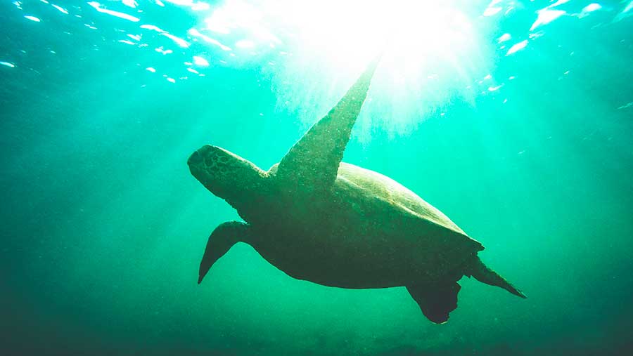 Ilustrasi Penyu Belimbing (Envato)