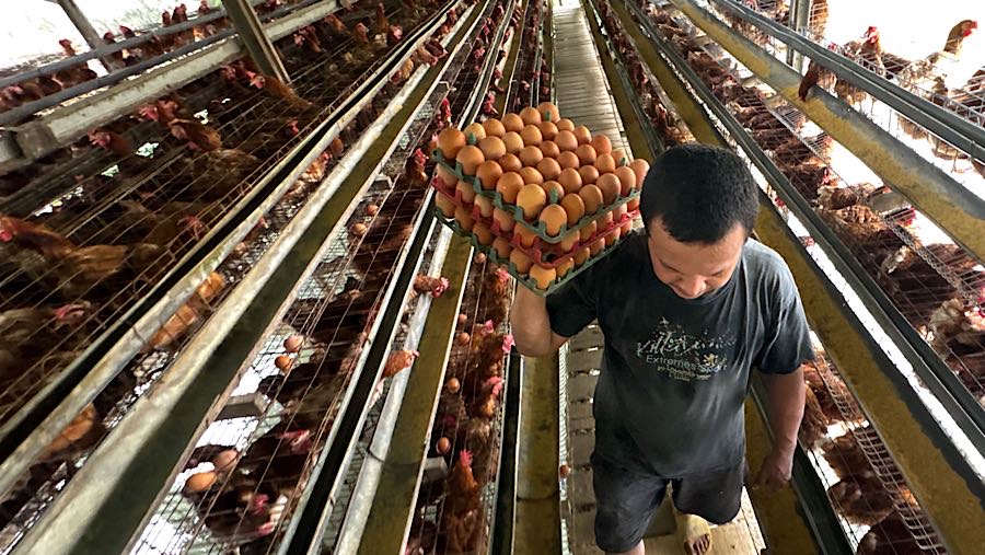 Kepala BPS menyebutkan secara rata-rata nasional telur ayam ras saat ini naik 0,32% dibandingkan Oktober 2025. (Bloomberg Technoz/Andrean Kristianto)