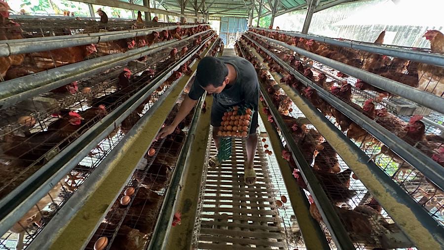 Harga telur ayam ras di pekan kedua November 2025 terus mencatatkan kenaikan. (Bloomberg Technoz/Andrean Kristianto)