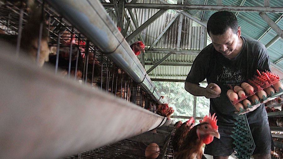 Peternak mengambil telur ayam ras di Gunung Sindur, Bogor, Jawa Barat, Senin (17/11/2025). (Bloomberg Technoz/Andrean Kristianto)