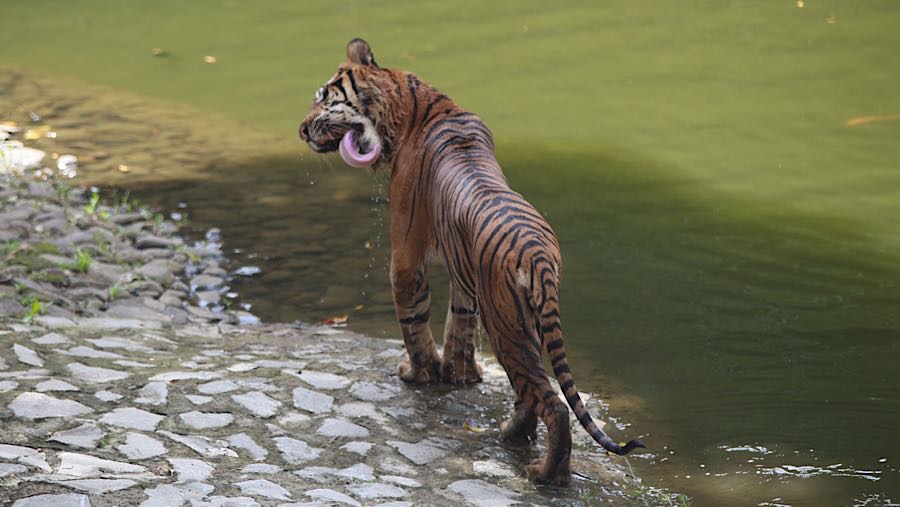 Saat ini terdapat 18 harimau Sumatera yang dipelihara oleh Taman Margasatwa Ragunan. (Bloomberg Technoz/Andrean Kristianto)