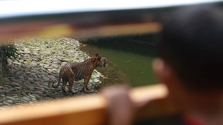 Selain di hari biasa, Rafa salah satu harimau di Ragunan yang dibisa dijumpai saat Night at the Ragunan Zoo. (Bloomberg Technoz/Andrean Kristianto)