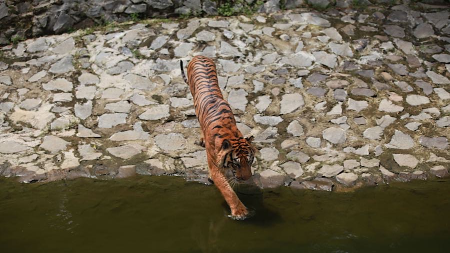 Selain Sri Deli, harimau Sumatera lainnya yang dipelihara Taman Margasatwa Ragunan adalah Rafa. (Bloomberg Technoz/Andrean Kristianto)