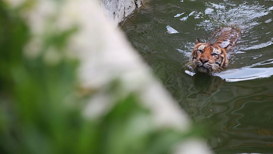 Pengelola menegaskan komitmen terhadap transparansi dan evaluasi rutin terhadap seluruh koleksi hewan. (Bloomberg Technoz/Andrean Kristianto)