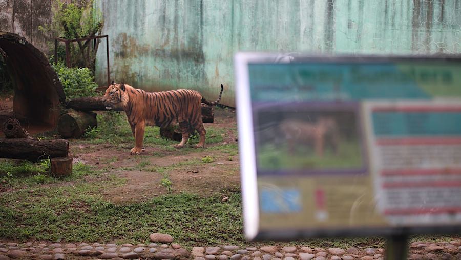 Ukuran harimau Sumatera memang paling kecil dibandingkan harimau Siberia dan Benggala. (Bloomberg Technoz/Andrean Kristianto)