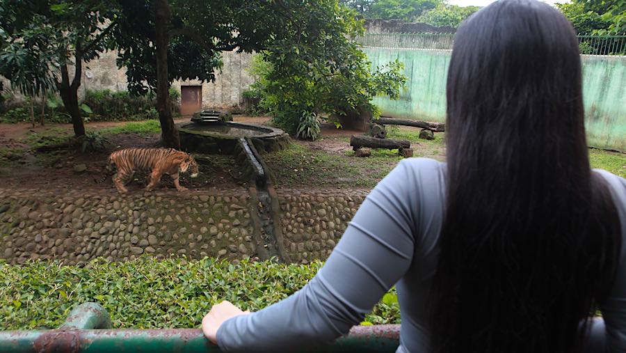 Sri Deli, seekor Harimau Sumatera berada di kandangnya di Taman Margasatwa Ragunan, Rabu (19/11/2025). (Bloomberg Technoz/Andrean Kristianto)