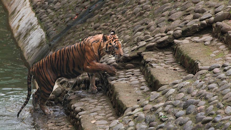 Pihak Taman Margasatwa Ragunan menjelaskan bahwa harimau bernama Sri Deli memiliki kondisi tubuh ideal berdasarkan Body Condition Scoring.