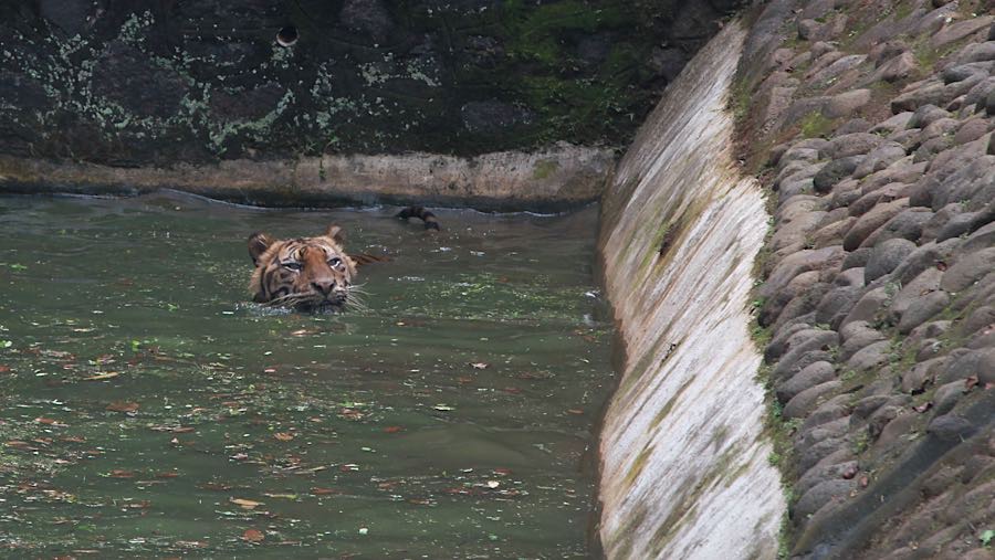 Video viral tersebut bernarasi bahwa satwa tersebut kurus karena pakan dibawa pulang petugas (Bloomberg Technoz/Andrean Kristianto)