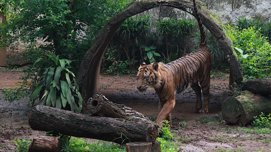 Baru-baru ini viral video harimau Sumatera dari Taman Margasatwa Ragunan (TMR). (Bloomberg Technoz/Andrean Kristianto)