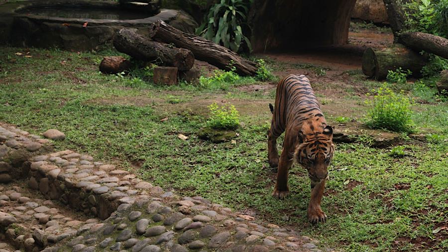 Setiap harinya harimau di Taman Margasatwa Ragunan memakan 5,5kg daging campur sapi dan ayam. (Bloomberg Technoz/Andrean Kristianto)