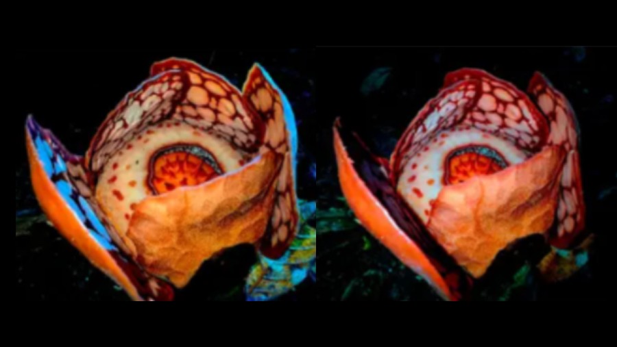 Tanaman Langka Rafflesia hasseltii. Dok: Brin