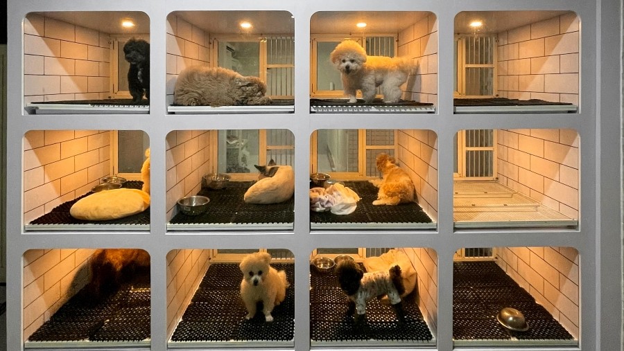 Ladang Cuan Baru dari ‘Si Imut’ Anak Bulu