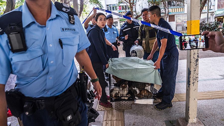 Saat peristiwa petugas juga menyelamatkan kucing-kucing yang terjebak saat kebakaran di Wang Fuk Court. (Lam Yik/Bloomberg)