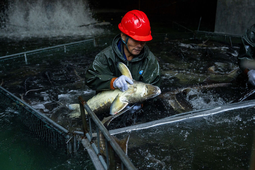 Peternakan ikan Sturgeon (Sumber: Bloomberg)
