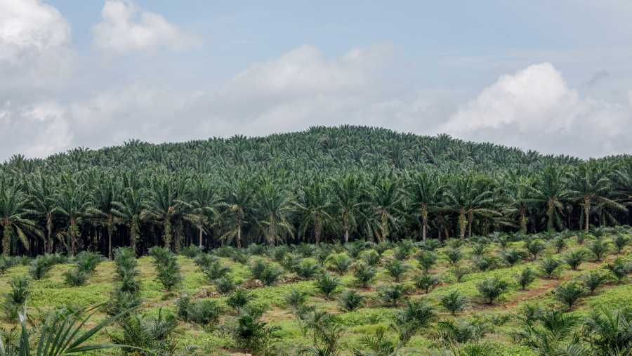 Lahan sawit milik SD Guthrie di Selangor, Malaysia. Samsul Said/Bloomberg