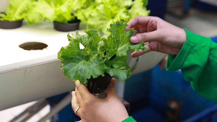 Ladang Farm salah satu lokasi pertanian hidroponik dengan ladang vertikal setinggi 18 meter yang diklaim tertinggi di Indonesia.