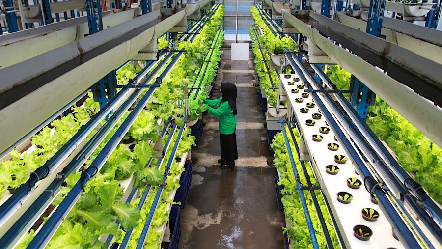 Hidroponik sayur memberikan manfaat berupa hasil panen lebih tinggi, penggunaan air lebih efisien, serta pertumbuhan tanaman lebih cepat dan sehat. 