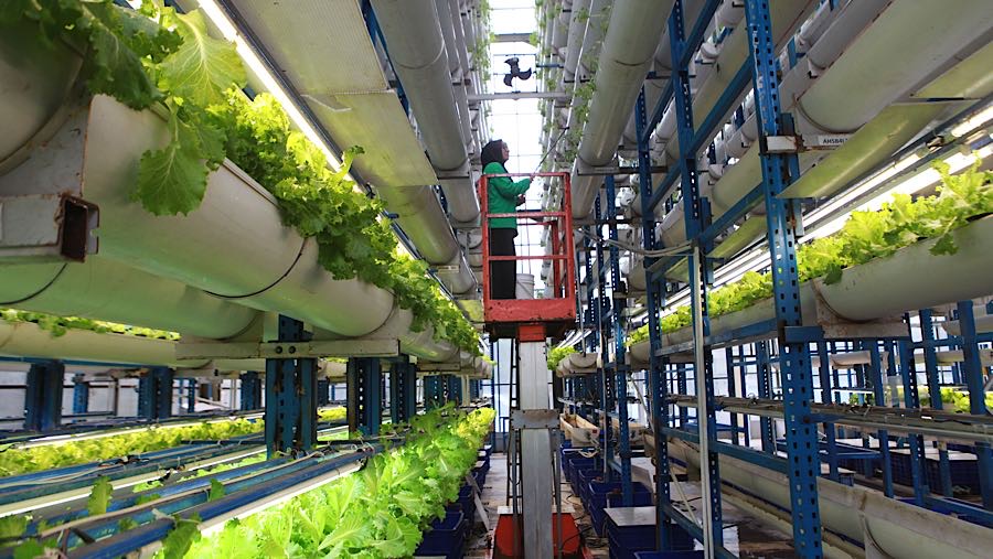 Karyawan melakukan perawatan tanaman hidroponik di Ladang Farm, Cilandak, Jakarta, Senin (1/12/2025). (Bloomberg Technoz/Andrean Kristianto)