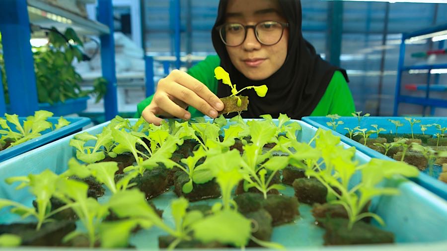 Selain untuk menyiasati lahan, tanaman hodroponik juga lebih minim hama. (Bloomberg Technoz/Andrean Kristianto)
