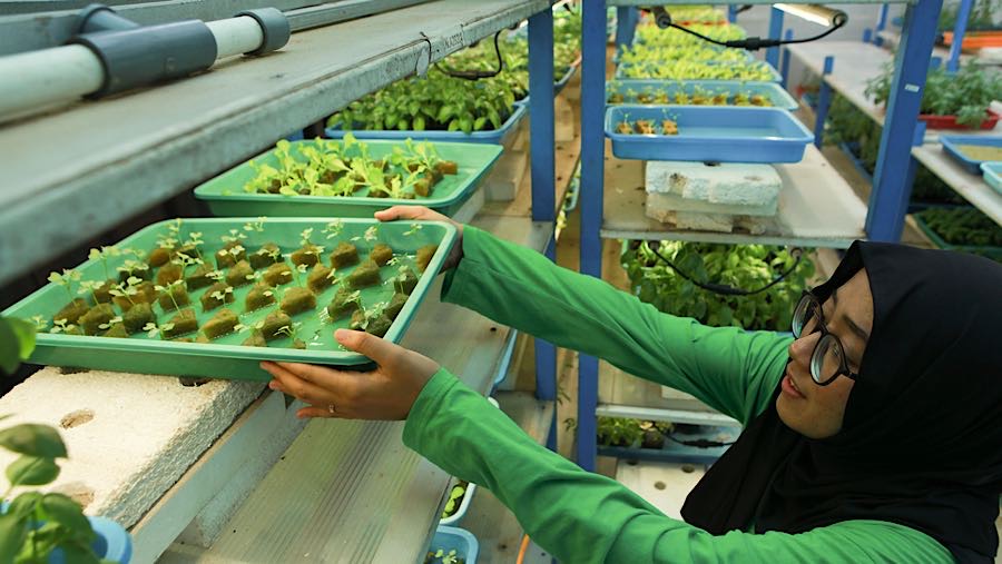 Tantangan tersebut mendorong lahirnya solusi inovatif melalui metode hidroponik. (Bloomberg Technoz/Andrean Kristianto)