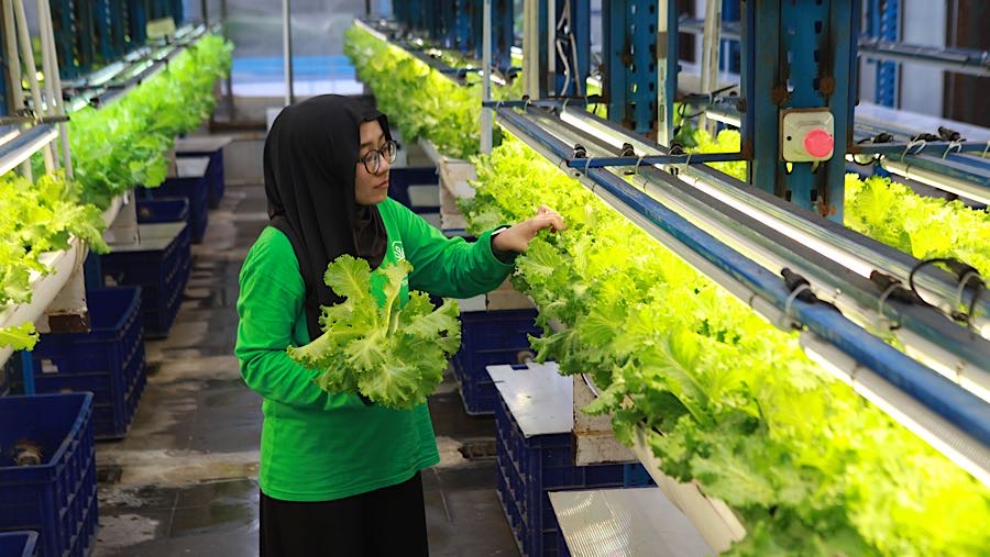 Karyawan melakukan perawatan tanaman hidroponik di Ladang Farm, Cilandak, Jakarta, Senin (1/12/2025). (Bloomberg Technoz/Andrean Kristianto)