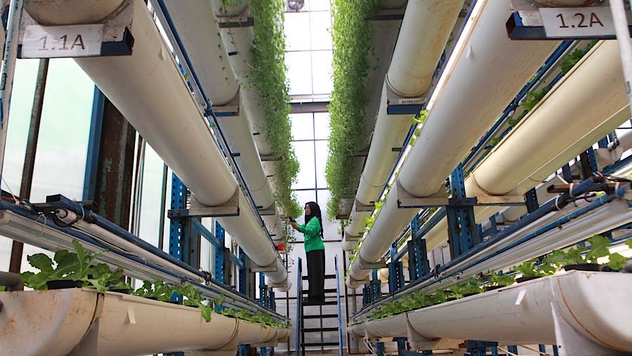 Setiap bulannya menghasilkam 2 ton untuk semua sayuran dengan 33.000 lubang tanam. (Bloomberg Technoz/Andrean Kristianto)