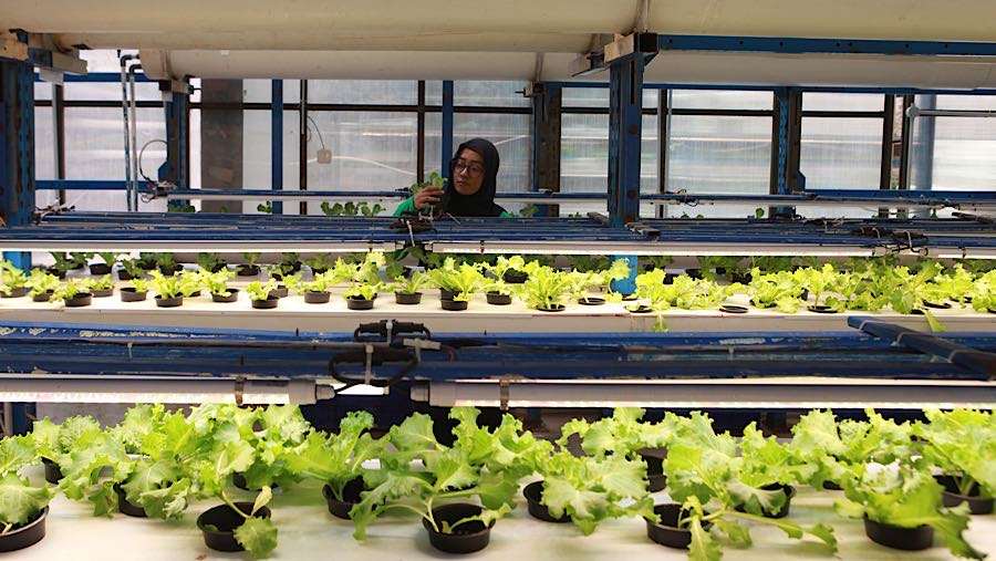 Salah satu hasil panen di lokasi ini adalah selada yang memiliki masa tanam hingga 7 minggu. (Bloomberg Technoz/Andrean Kristianto)