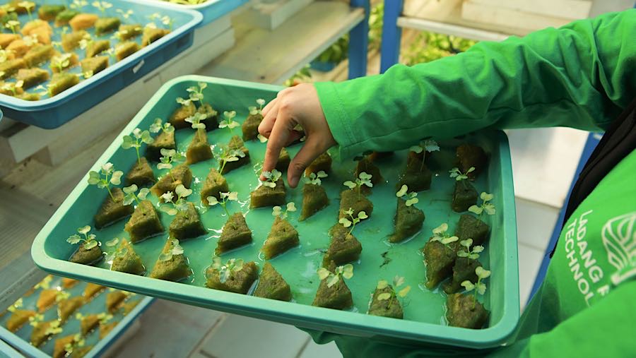 Keterbatasan lahan di wilayah perkotaan menjadi tantangan besar bagi sektor pertanian. (Bloomberg Technoz/Andrean Kristianto)