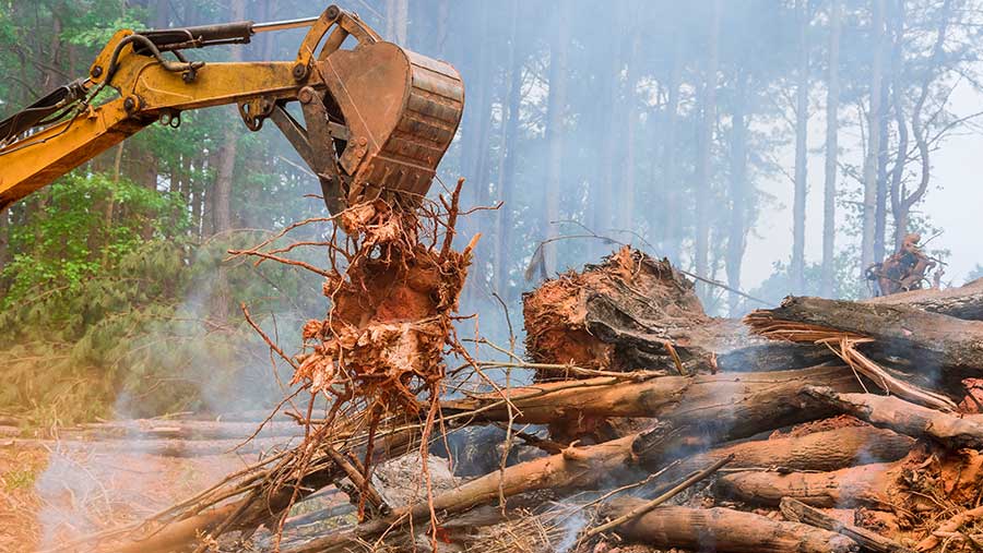 Ilustrasi penebangan liar di hutan (Envato)