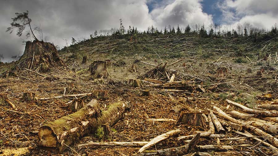 Ilustrasi penebangan liar di hutan (Envato)
