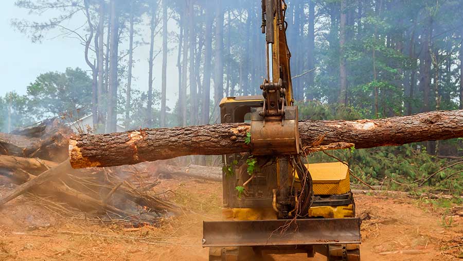 Ilustrasi penebangan liar di hutan (Envato)