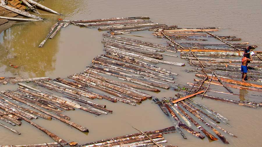 Ilustrasi kayu-kayu yg terseret banjir di Sumatra (Envato)