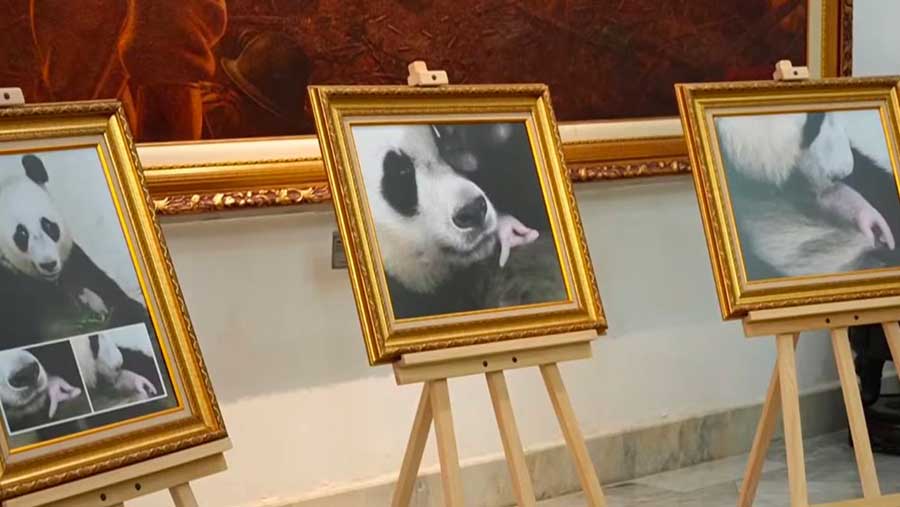 Presiden Prabowo Subianto beri nama Satrio Wiratama untuk Panda pertama yang lahir di Indonesia. (Youtube Setpres RI)