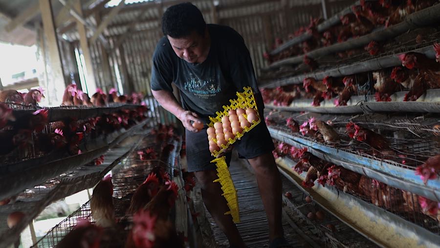 Namun untuk harga peternak, telur ayam ras mengalami penurunan harga sebesar Rp500 menjadi Rp28.500. (Bloomberg Technoz/ Andrean Kristianto)
