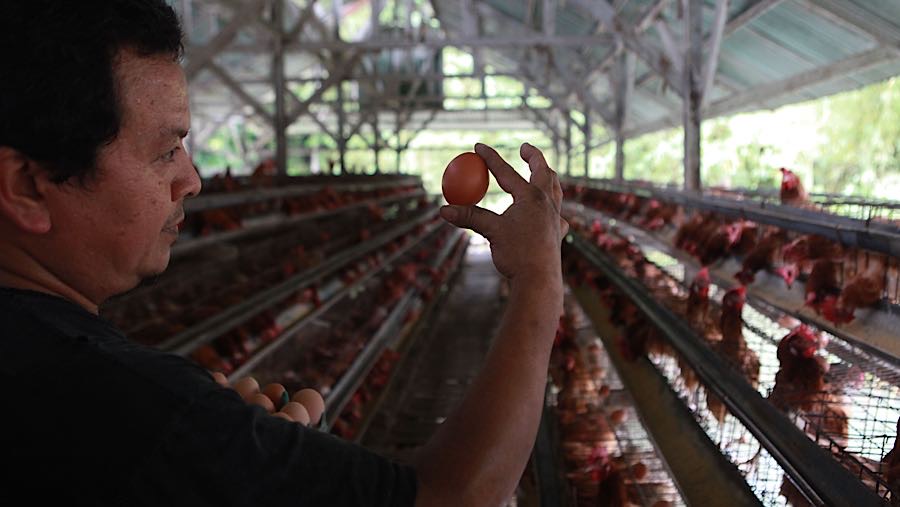 Peternak telur ayam ras kini mengeluhkan harga pakan yang terus naik, dalam sebulan ini naik sebenayak 2 kali. (Bloomberg Technoz/ Andrean Kristianto)