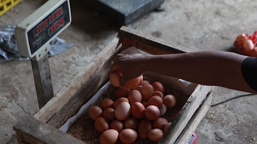 Peternak menimbang telur ayam ras di Gunung Sindur, Bogor, Jawa Barat, Kamis (18/12/2025). (Bloomberg Technoz/ Andrean Kristianto)
