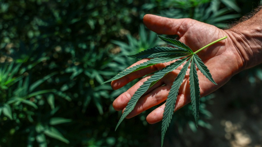 Ilustrasi tanaman ganja. Bloomberg